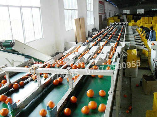 水果分選機(jī)四大優(yōu)勢意義重大